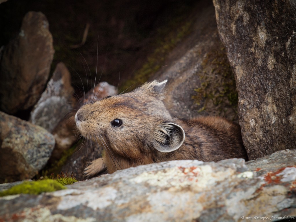 Бравая пищуха — житель саянских перевалов