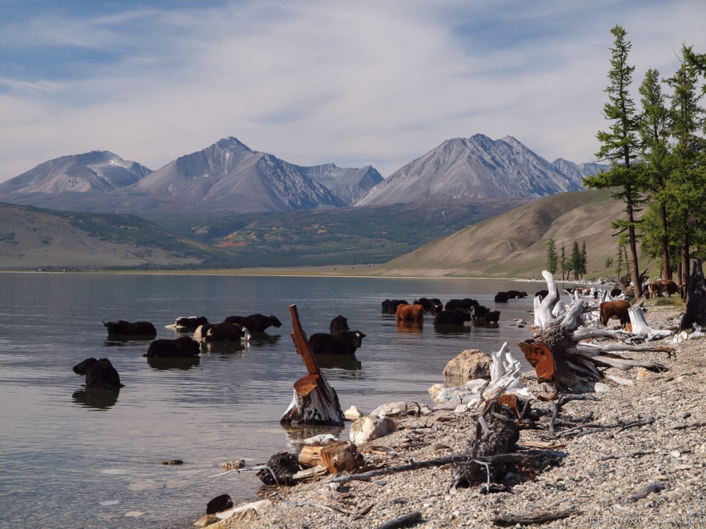 Яки спасаются от жары в холодных водах Хубсугула